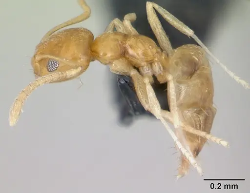 Plagiolepis alluaudi specimen CASENT0173867 image casent0173867_3