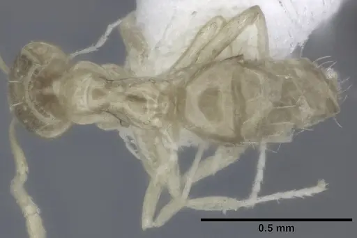Plagiolepis alluaudi specimen CASENT0246628 image casent0246628_1