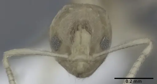 Plagiolepis alluaudi specimen CASENT0246628 image casent0246628_2