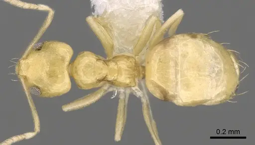 Plagiolepis alluaudi specimen CASENT0281159 image casent0281159_1