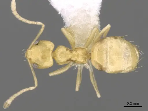 Plagiolepis alluaudi specimen CASENT0281159 image casent0281159_2