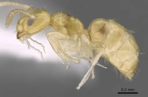 Plagiolepis alluaudi specimen CASENT0281159 image casent0281159_4