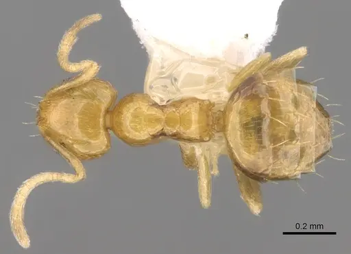 Plagiolepis alluaudi specimen CASENT0281162 image casent0281162_1