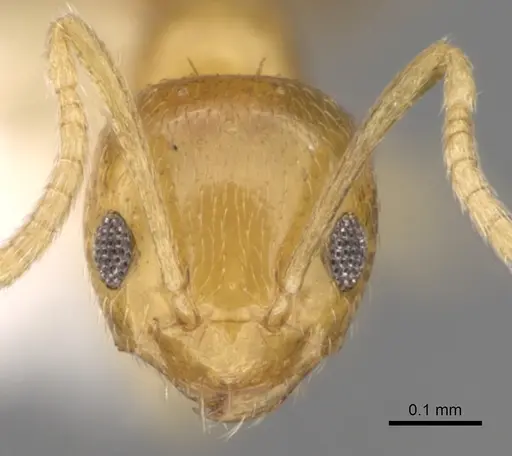 Plagiolepis alluaudi specimen CASENT0281162 image casent0281162_2