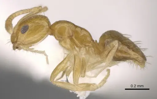 Plagiolepis alluaudi specimen CASENT0281162 image casent0281162_3