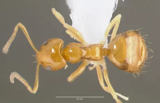 Plagiolepis alluaudi specimen CASENT0429209 image casent0429209_1