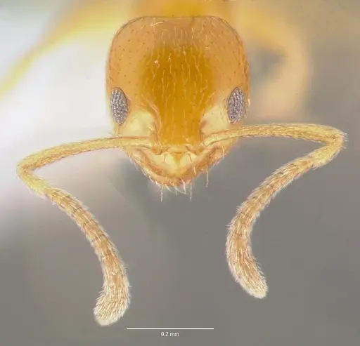 Plagiolepis alluaudi specimen CASENT0429209 image casent0429209_2