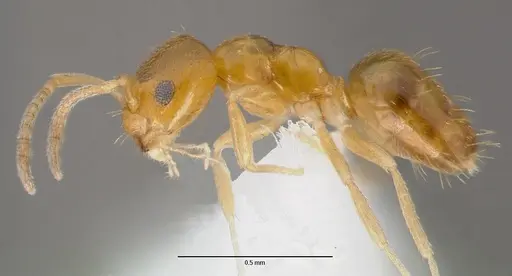 Plagiolepis alluaudi specimen CASENT0429209 image casent0429209_3