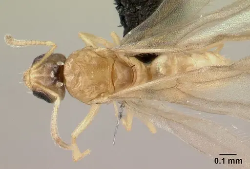Plagiolepis alluaudi specimen CASENT0495472 image casent0495472_1