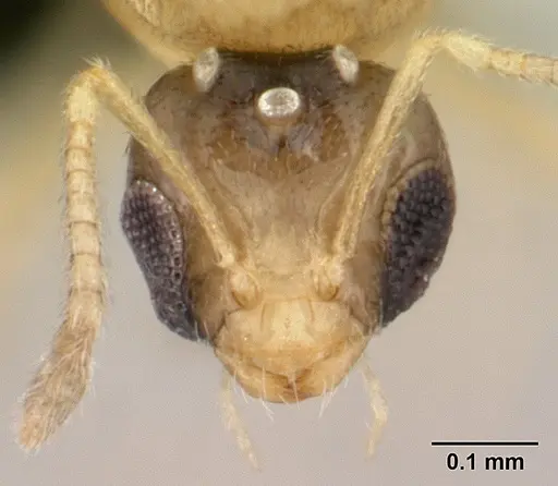 Plagiolepis alluaudi specimen CASENT0495472 image casent0495472_2
