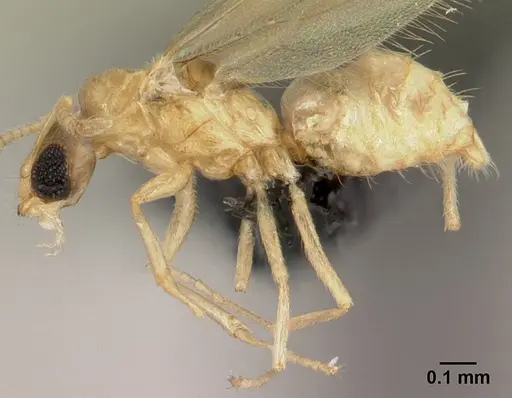 Plagiolepis alluaudi specimen CASENT0495472 image casent0495472_3