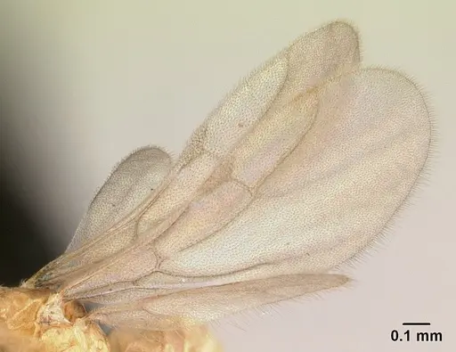 Plagiolepis alluaudi specimen CASENT0495472 image casent0495472_4