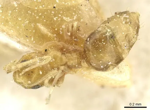 Plagiolepis alluaudi specimen CASENT0912413 image casent0912413_1