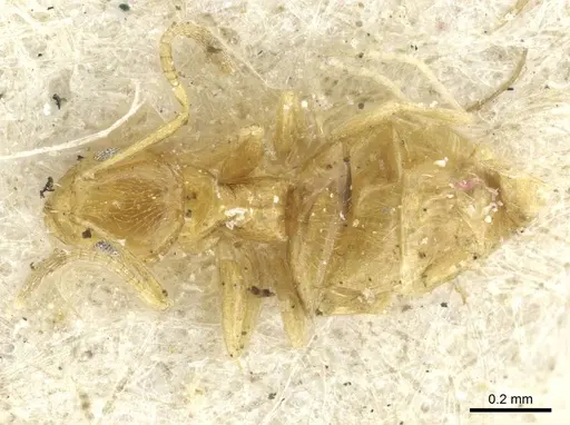 Plagiolepis alluaudi specimen CASENT0912414 image casent0912414_1