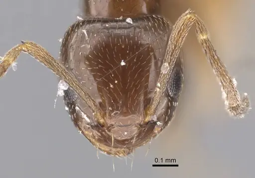 Plagiolepis arnoldii specimen CASENT0917582 image casent0917582_3