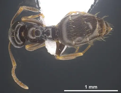 Plagiolepis atlantis specimen ANTWEB1041460 image antweb1041460_1