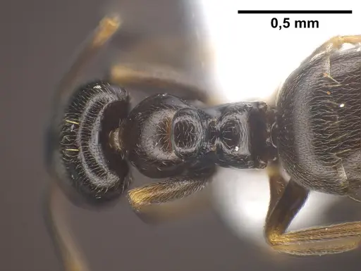 Plagiolepis atlantis specimen ANTWEB1041460 image antweb1041460_2