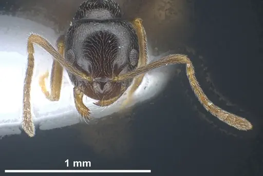 Plagiolepis atlantis specimen ANTWEB1041460 image antweb1041460_4