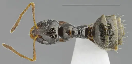 Plagiolepis atlantis specimen CASENT0763860 image casent0763860_1