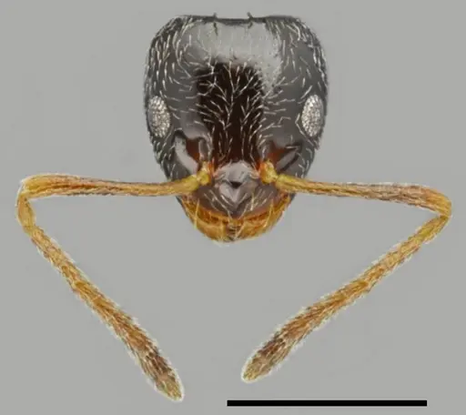 Plagiolepis atlantis specimen CASENT0763860 image casent0763860_2
