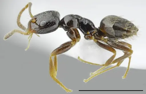 Plagiolepis atlantis specimen CASENT0763860 image casent0763860_3