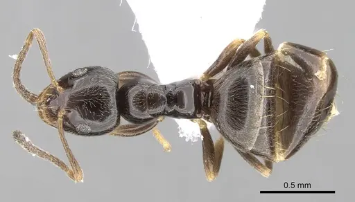 Plagiolepis atlantis specimen CASENT0906084 image casent0906084_1