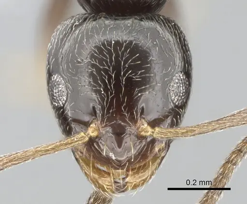 Plagiolepis atlantis specimen CASENT0906084 image casent0906084_2