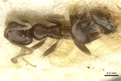 Plagiolepis atlantis specimen CASENT0912421 image casent0912421_1