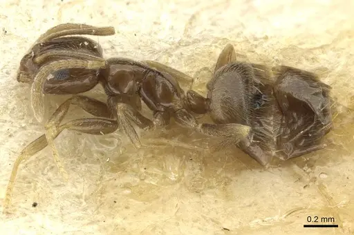 Plagiolepis atlantis specimen CASENT0912421 image casent0912421_3