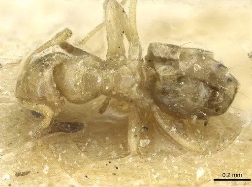 Plagiolepis atlantis specimen CASENT0912423 image casent0912423_1