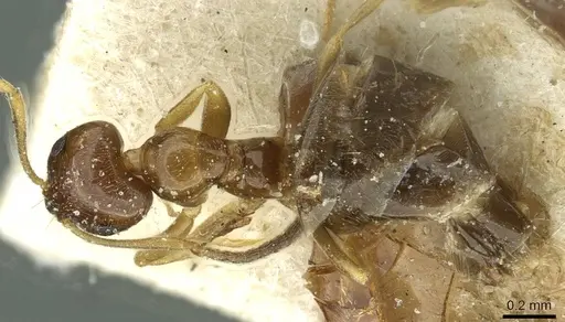 Plagiolepis atlantis specimen CASENT0912429 image casent0912429_1