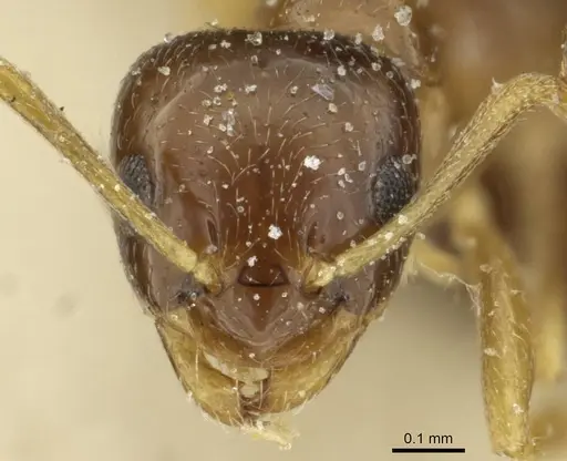 Plagiolepis atlantis specimen CASENT0912429 image casent0912429_2
