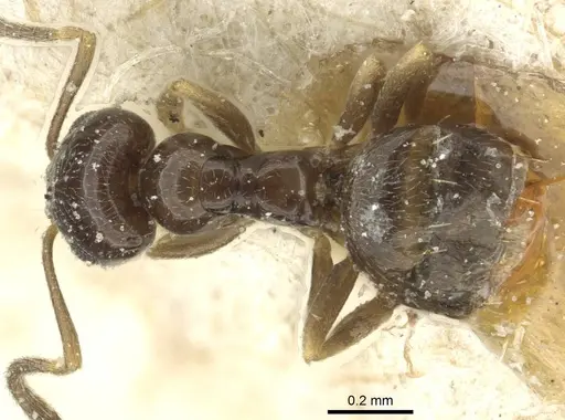 Plagiolepis barbara specimen CASENT0912416 image casent0912416_1
