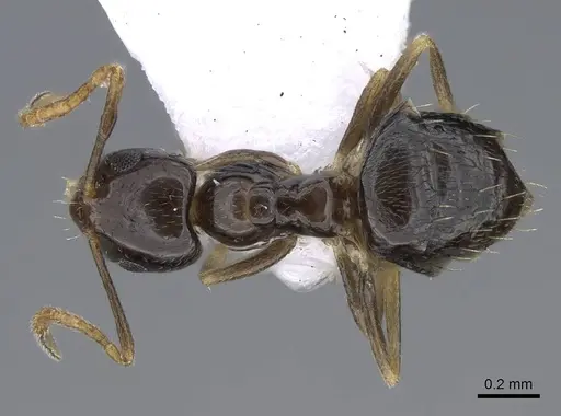 Plagiolepis barbara specimen CASENT0914828 image casent0914828_1