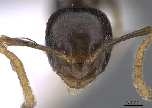 Plagiolepis barbara specimen CASENT0914828 image casent0914828_2