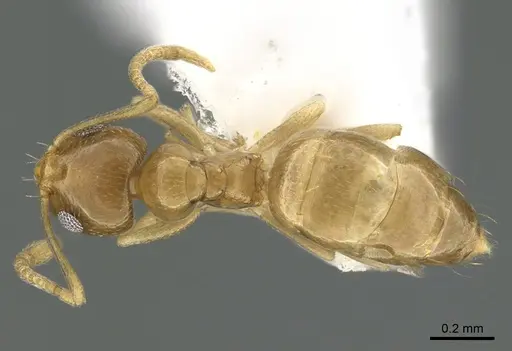 Plagiolepis boltoni specimen ANTWEB1041929 image antweb1041929_1