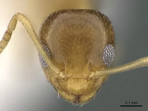 Plagiolepis boltoni specimen ANTWEB1041929 image antweb1041929_2