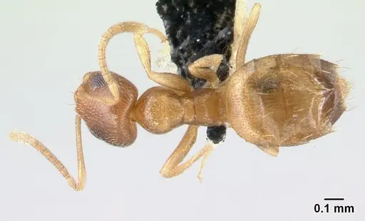 Plagiolepis boltoni specimen CASENT0217200 image casent0217200_1