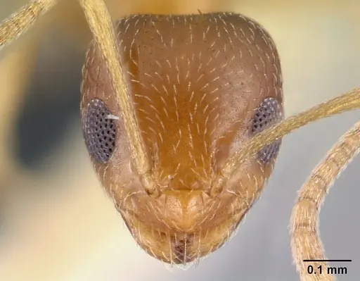 Plagiolepis boltoni specimen CASENT0217200 image casent0217200_2