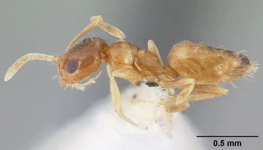 Plagiolepis boltoni specimen CASENT0217200 image casent0217200_3