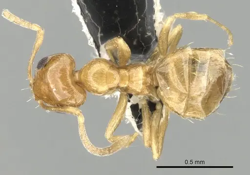 Plagiolepis boltoni specimen CASENT0249867 image casent0249867_1