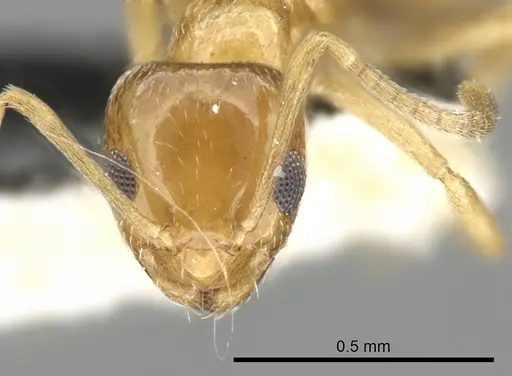 Plagiolepis boltoni specimen CASENT0249867 image casent0249867_2
