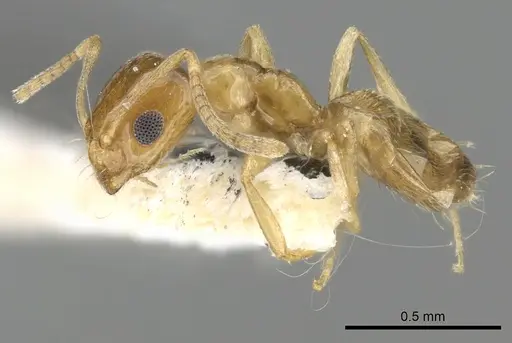 Plagiolepis boltoni specimen CASENT0249867 image casent0249867_3