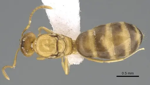 Plagiolepis boltoni specimen CASENT0919950 image casent0919950_1
