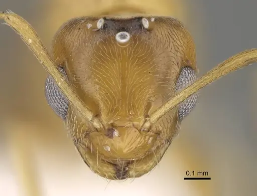 Plagiolepis boltoni specimen CASENT0919950 image casent0919950_2
