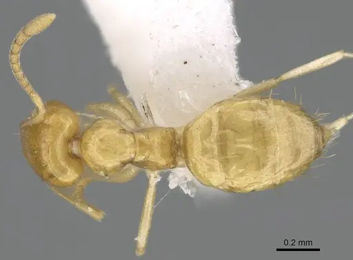 Plagiolepis boltoni specimen CASENT0919951 image casent0919951_1