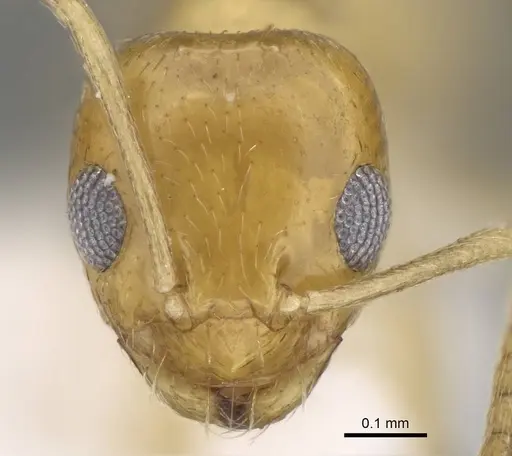 Plagiolepis boltoni specimen CASENT0919951 image casent0919951_2