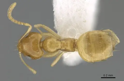 Plagiolepis boltoni specimen CASENT0919952 image casent0919952_1