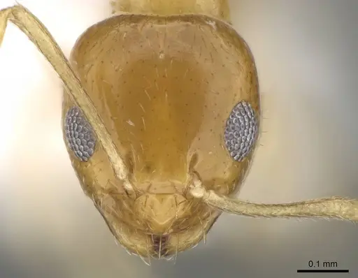 Plagiolepis boltoni specimen CASENT0919952 image casent0919952_2