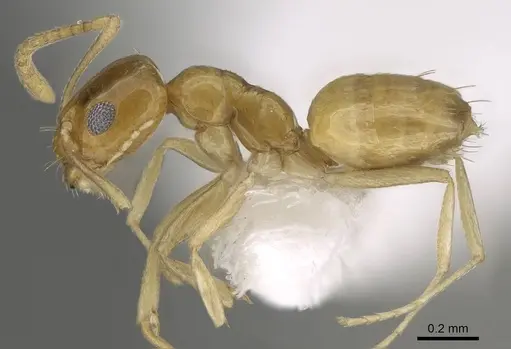Plagiolepis boltoni specimen CASENT0919952 image casent0919952_3